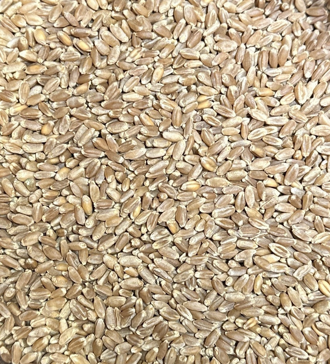 Butler's Gold Organic Hard Red Wheat Wheat Berries - 20lb.