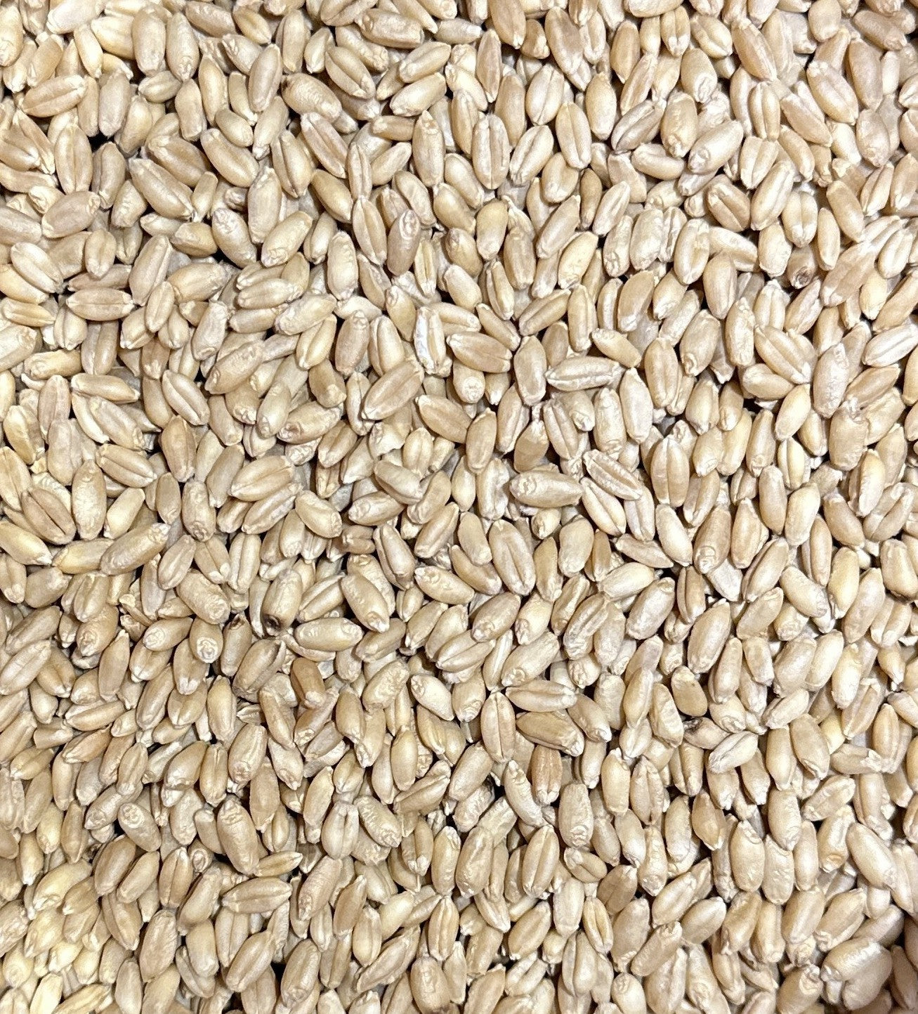 Stardust Organic Hard White Wheat Berries - 20lb.