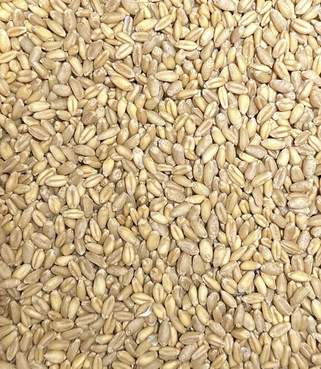 Blue Beard Durum White Sonora Whole Wheat Berries - 5lb.